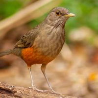 Curiosidades acerca del zorzal, el pájaro cantor que más madruga
