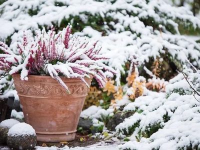 Que no se mueran: tips fáciles y efectivos para proteger a tus plantas del intenso frío y las heladas en invierno
