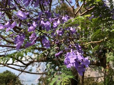 El truco súper fácil para reproducir el árbol de Jacarandá con éxito en el primer intento