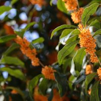 La planta que no le teme al frío, es súper fácil de cuidar y deja un increíble perfume en tu jardín