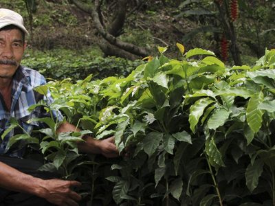 El Ministerio de Agricultura lanza protocolo para viveristas y floricultores