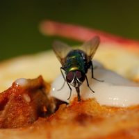 No lo vas a creer: el truco viral para ahuyentar las moscas de tu casa con solo 3 ingredientes