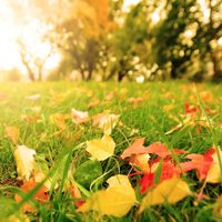 5 plantas que son perfectas para sembrar en otoño y así las verás florecer en primavera