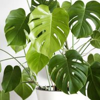 La forma más fácil de reproducir tu planta de Monstera en tiempo récord: tomá nota