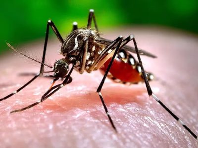 No prendas el espiral y alejá a los mosquitos para siempre con esta técnica práctica y decorativa