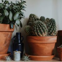 Sin gastar nada: así podés abrir agujeros en tus macetas de barro y que tus plantas se rieguen mejor