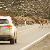 Advierten sobre la presencia de guanacos en la ruta hacia el Parque Nacional Nahuel Huapi