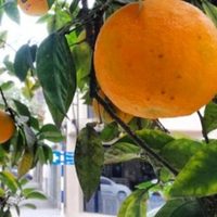 Proponen consumir naranjas agrias de los árboles de las calles