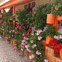 Si tenés áreas de sombra en tu patio o jardín, estas son las 5 plantas perfectas para colocar allí