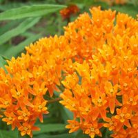 La planta que embellece tu jardín con pocos cuidados y aleja las plagas de forma natural
