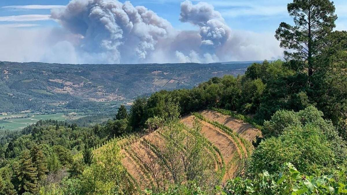 Viñedos en peligro por los incendios. Fuente: (Instagram)