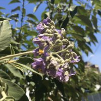 El árbol que crece rapidísimo, sobrevive en maceta y regala unas flores hermosas en primavera-verano