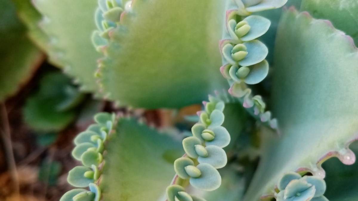 Plantas. Fuente: (Instagram)