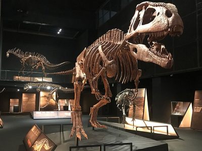 Conicet invita a ver en vivo la exploración de fósiles de dinosaurios en la Patagonia: cuándo y dónde verlo