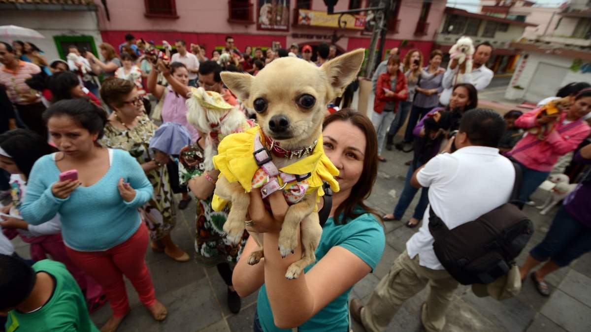 Atención para mascotas