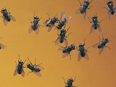 Más fácil de lo que creías: el truco para alejar a las moscas de tu casa usando solo 4 ingredientes