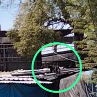 Presunta pantera deambula en la zona de Tacuba y desata movilización (Video)