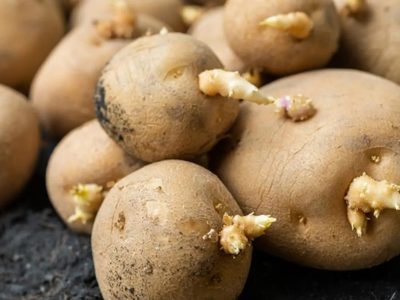 No tires las papas brotadas y mirá cómo podés cultivarlas en maceta con este truco que no falla