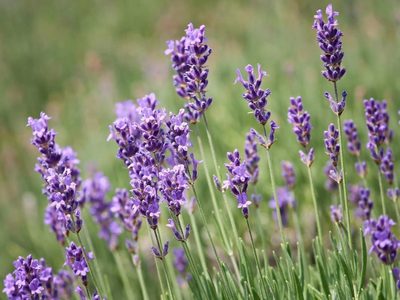 Rituales: antes de comprar sahumerios, conocé el increíble poder de estos aromas para atraer buena energía