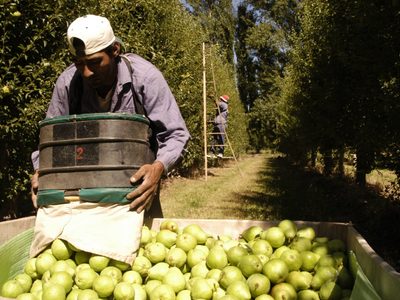 Pérdidas millonarias para el sector frutícola del Valle de Río Negro y Neuquén