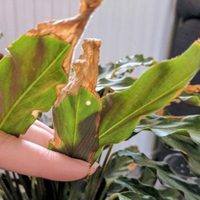 La razón por la cual tus plantas de interior se ponen amarillas y la forma rápida de curarlas