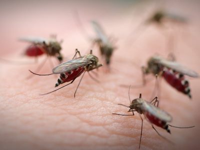 Alto riesgo de dengue en la Ciudad de Buenos Aires: dónde se concentra el mayor foco de contagio