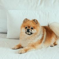Curiosidades del Pomerania: el perro más leal y obediente que eligen muchos famosos