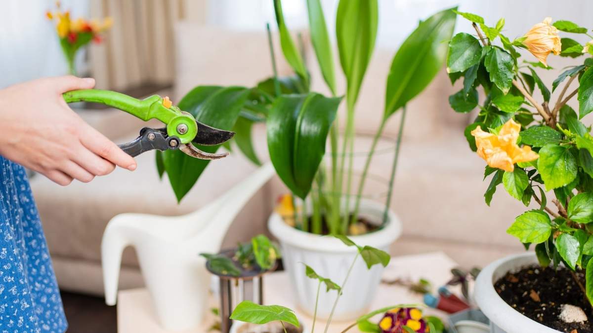 Plantas. Fuente: (Instagram)