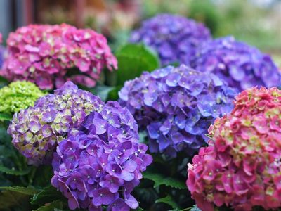 Tomá nota: mirá cómo podés reproducir fácil y gratis la planta favorita de tu abuela en otoño