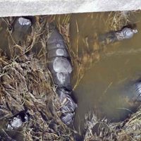 Hallan restos embolsados en un canal de Jalisco