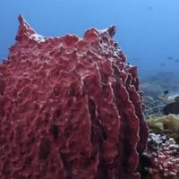 Graves amenazas acechan a los arrecifes de Bajos del Norte, en Yucatán: Oceana