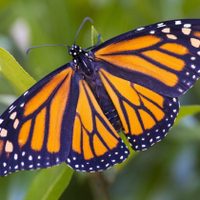 La planta de bellas flores que es una verdadera “máquina” de producir mariposas