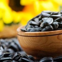 Cómo germinar y cultivar tus propios Girasoles desde una simple semilla: el secreto que no falla