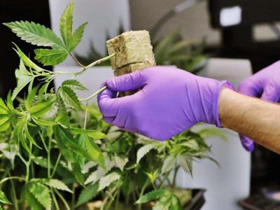 Cannabis: Dictarán capacitaciones para uso medicinal en Cipolletti