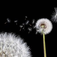 Los beneficios del Diente de León, la planta que todos quieren en su casa en época del dengue