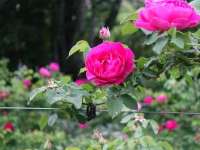 Si vas a plantar rosas, asegurate de aplicar este secreto de los expertos jardineros si no querés fallar en el intento