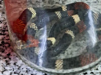La secretaría de Emergencias y Gestión del Riesgo pidió no acercarse a animales venenosos