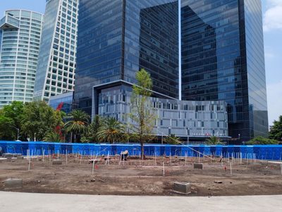 Expertos evaluarán si se dañaron las raíces del ahuehuete de Paseo de la Reforma