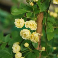 La rosa trepadora perfecta para jardines secos: rápida, resistente y con muchas flores en el verano