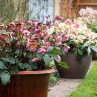 La planta que florece con el frío, es fácil de conseguir y le dará mucho color a tu hogar