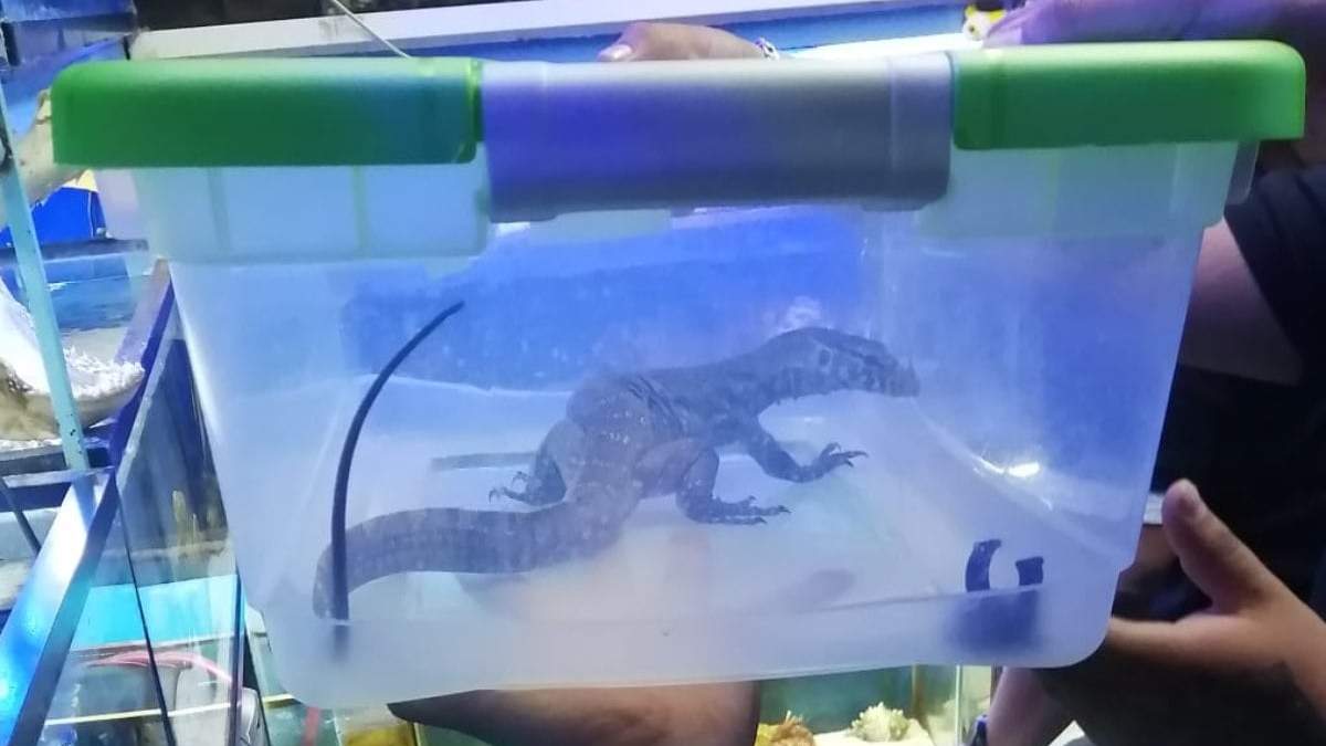 Uno de los ejemplares rescatados