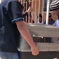 Muere niño de 7 años por ataque de un pitbull en Zapopan