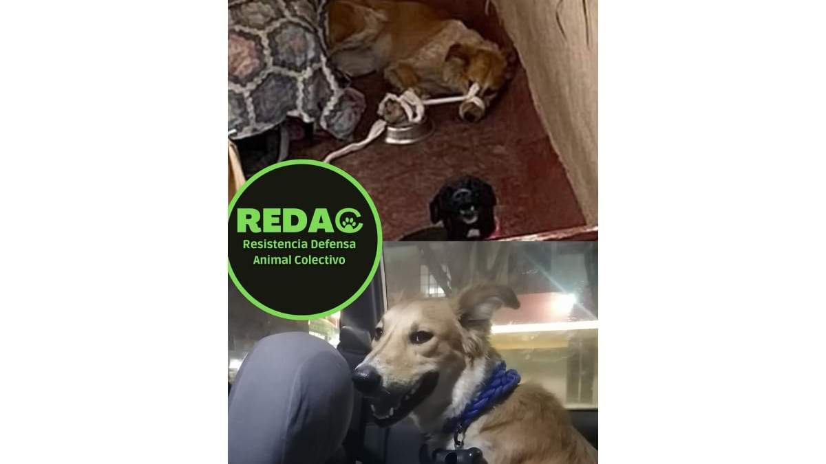 Perrita rescatada