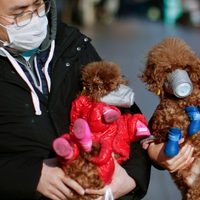 Detectan el primer caso: contagio de coronavirus por parte de una persona hacia un animal