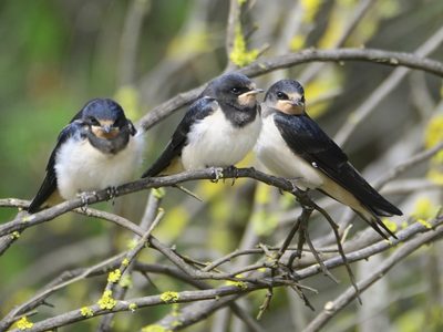 Qué significa que una golondrina venga a visitarte a tu casa