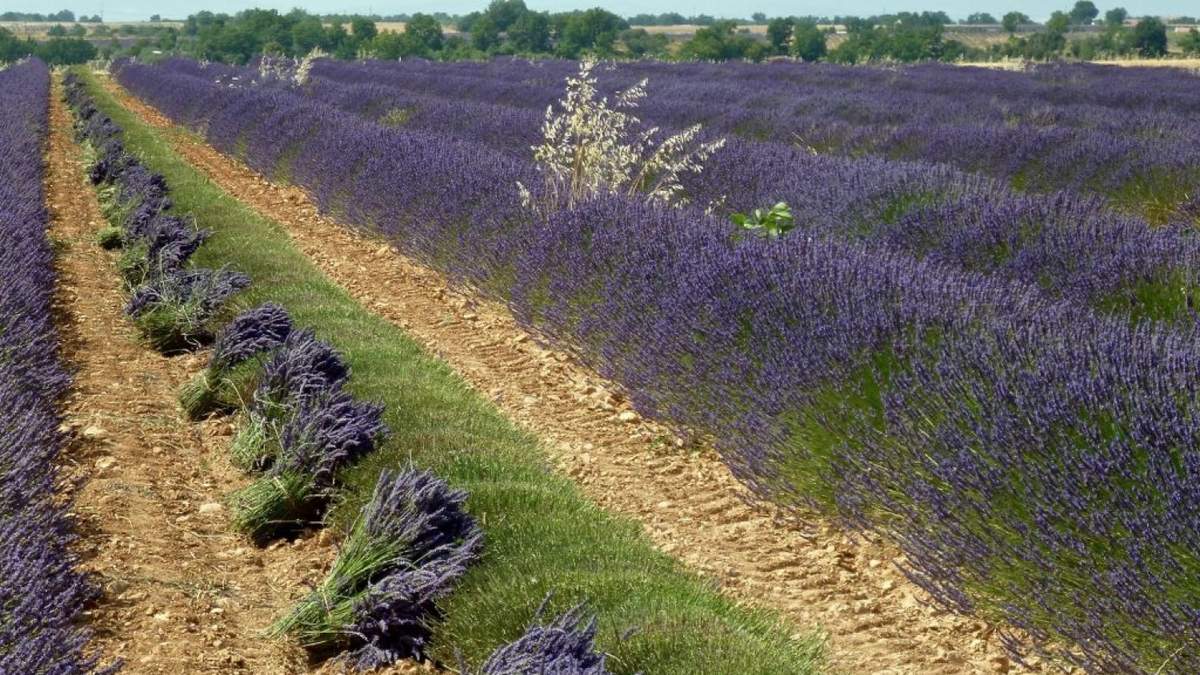 Tiempos de recolectar la lavanda. Fuente: (Instagram)