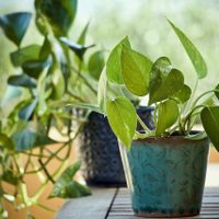 Es una pavada: el truco para multiplicar tu planta de Potus más rápido y sin usar agua