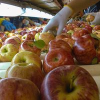 Anunciaron más de 20 millones de pesos para el sector frutícola: quiénes serán los beneficiados