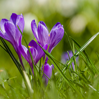 5 plantas para que tu jardín se vuelva un manto morado y perfumado