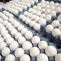Precio de pollo y huevo se dispara por gripe aviar en granjas de cuatro estados